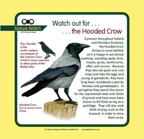 'Hooded crow' Nature Watch Panel