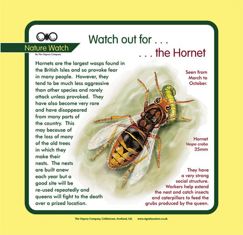'Hornet' Nature Watch Panel