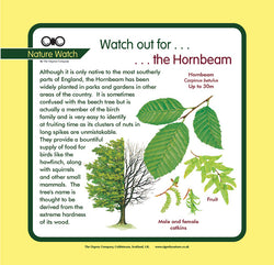 'Hornbeam' Nature Watch Panel