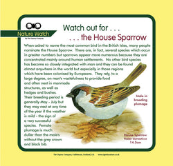 'House sparrow' Nature Watch Panel