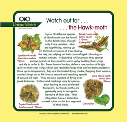 'Hawk moth' Nature Watch Panel