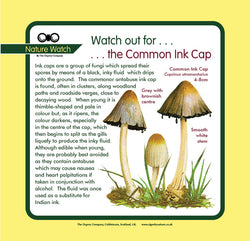 'Common ink cap' Nature Watch Panel