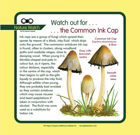 'Common ink cap' Nature Watch Panel
