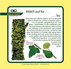 'Ivy' Nature Watch Panel