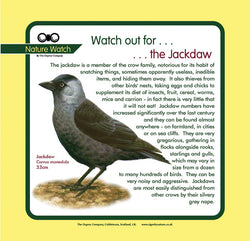 'Jackdaw' Nature Watch Panel