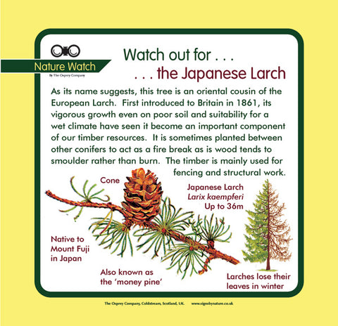 'Japanese larch' Nature Watch Panel