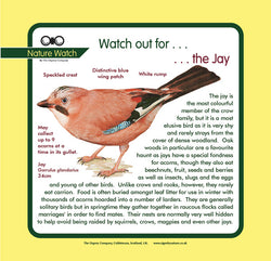 'Jay' Nature Watch Panel