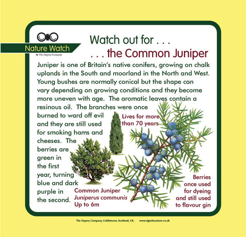 'Juniper' Nature Watch Panel