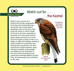 'Kestrel' Nature Watch Panel
