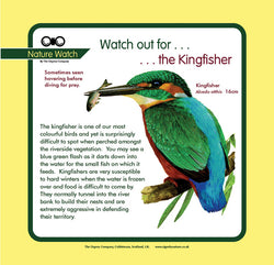 'Kingfisher' Nature Watch Panel