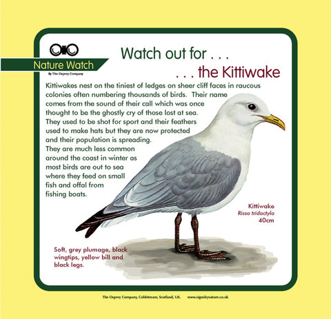 'Kittiwake' Nature Watch Panel