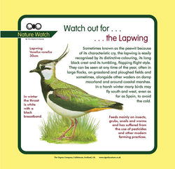 'Lapwing' Nature Watch Panel