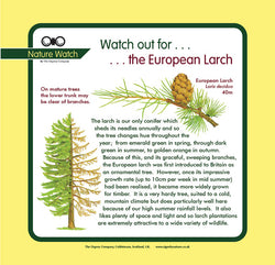 'European larch' Nature Watch Panel