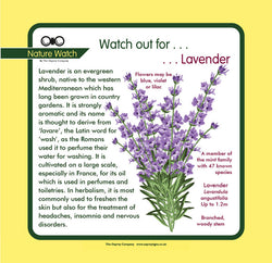 'Lavender' Nature Watch Panel