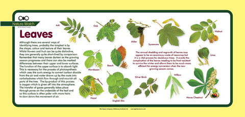 'Leaves' Nature Watch Plus Panel