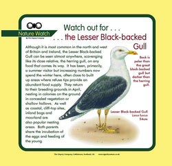 'Lesser black-backed gull' Nature Watch Panel