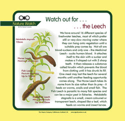 'Leech' Nature Watch Panel
