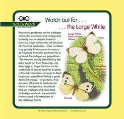'Large white' Nature Watch Panel