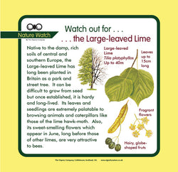 'Large-leaved lime' Nature Watch Panel