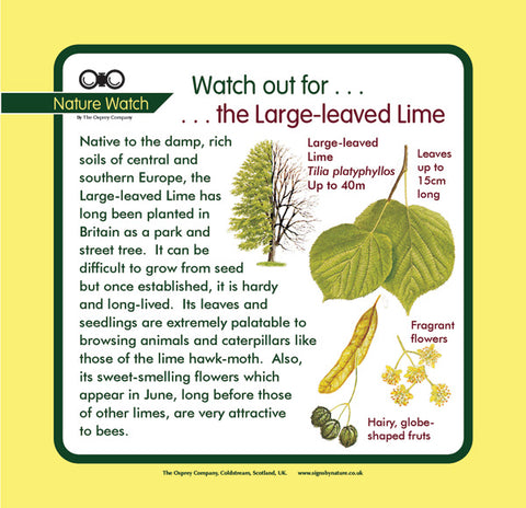 'Large-leaved lime' Nature Watch Panel