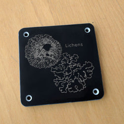 'Lichens' rubbing plaque