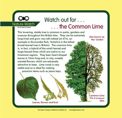 'Common lime' Nature Watch Panel