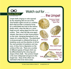 'Limpet' Nature Watch Panel