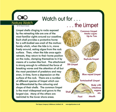 'Limpet' Nature Watch Panel