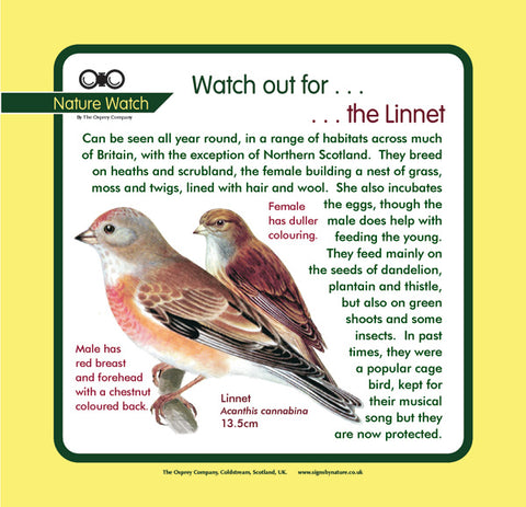 'Linnet' Nature Watch Panel