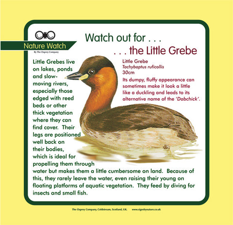 'Little grebe' Nature Watch Panel