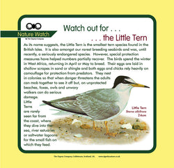 'Little tern' Nature Watch Panel