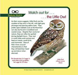 'Little owl' Nature Watch Panel