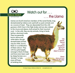 'Llama' Nature Watch Panel