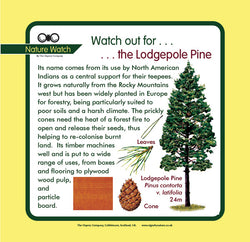 'Lodgepole pine' Nature Watch Panel