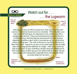 'Lugworm' Nature Watch Panel