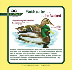 'Mallard' Nature Watch Panel