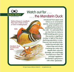 'Mandarin duck' Nature Watch Panel