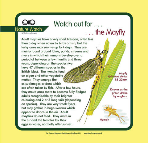 'Mayfly' Nature Watch Panel