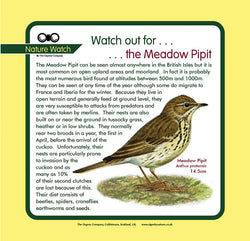 'Meadow pipit' Nature Watch Panel