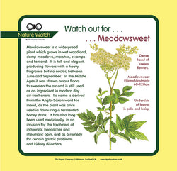 'Meadowsweet' Nature Watch Panel