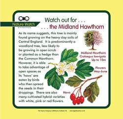 'Midland hawthorn' Nature Watch Panel