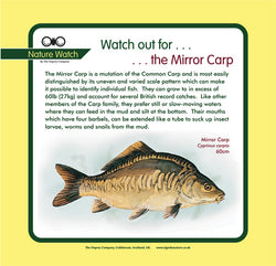 'Mirror carp' Nature Watch Panel