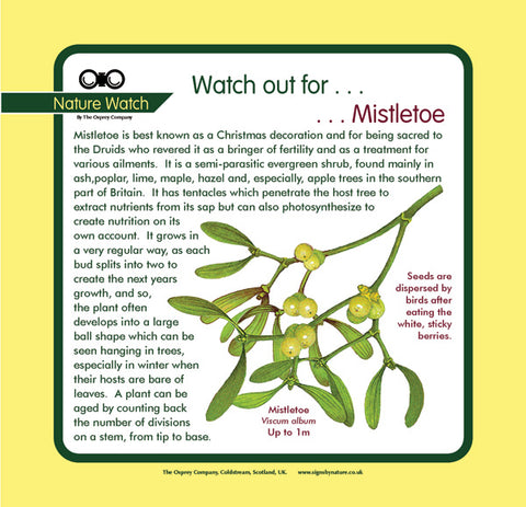 'Mistletoe' Nature Watch Panel