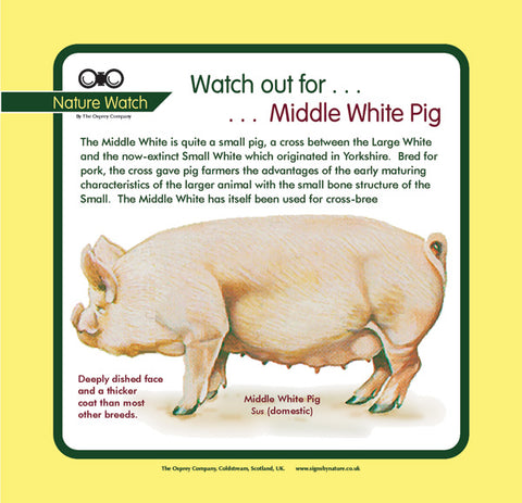 'Middle white pig' Nature Watch Panel
