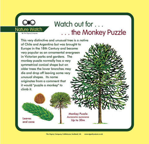 'Monkey puzzle' Nature Watch Panel