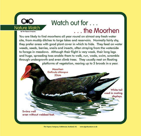 'Moorhen' Nature Watch Panel