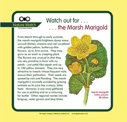 'Marsh marigold' Nature Watch Panel