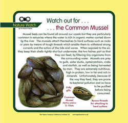 'Mussels' Nature Watch Panel