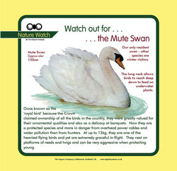'Mute swan' Nature Watch Panel