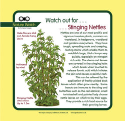 'Stinging nettle' Nature Watch Panel
